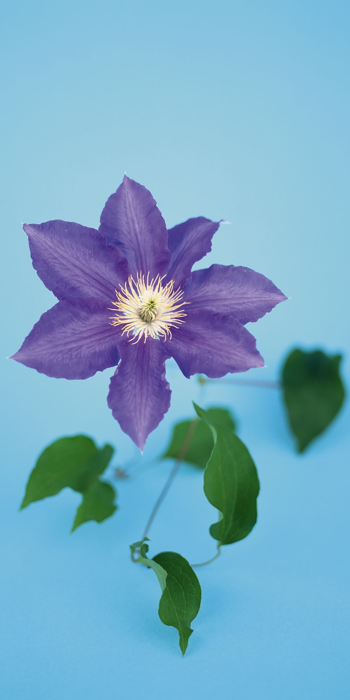 Clematis