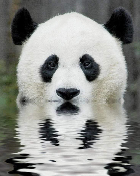 Panda Pool