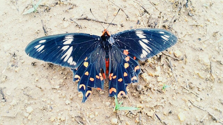 Black and beauty