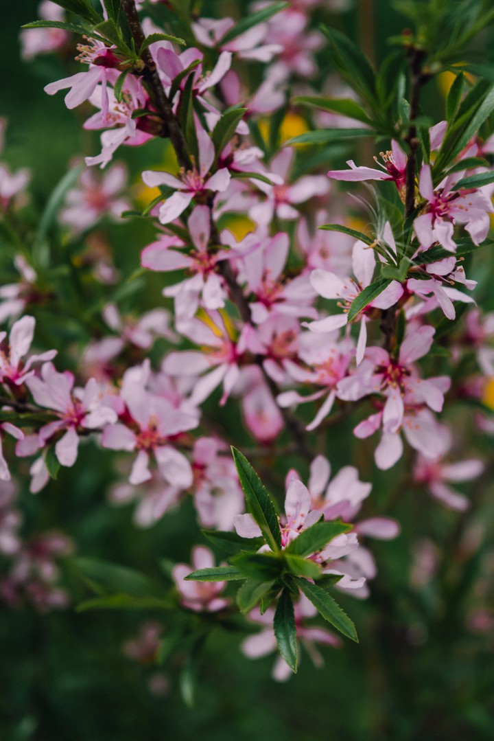 Pink bouquet