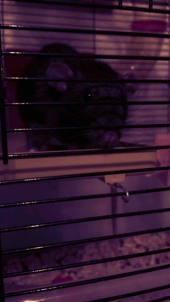 Just an animal