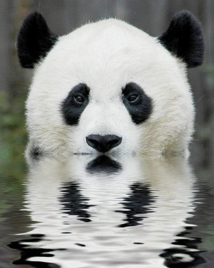 Panda Pool