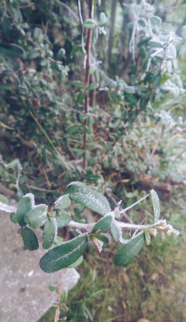 Frozen