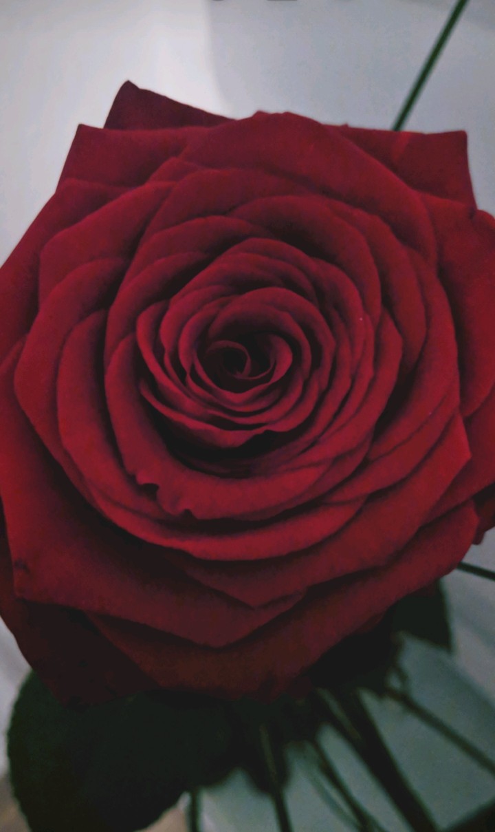 Red Love