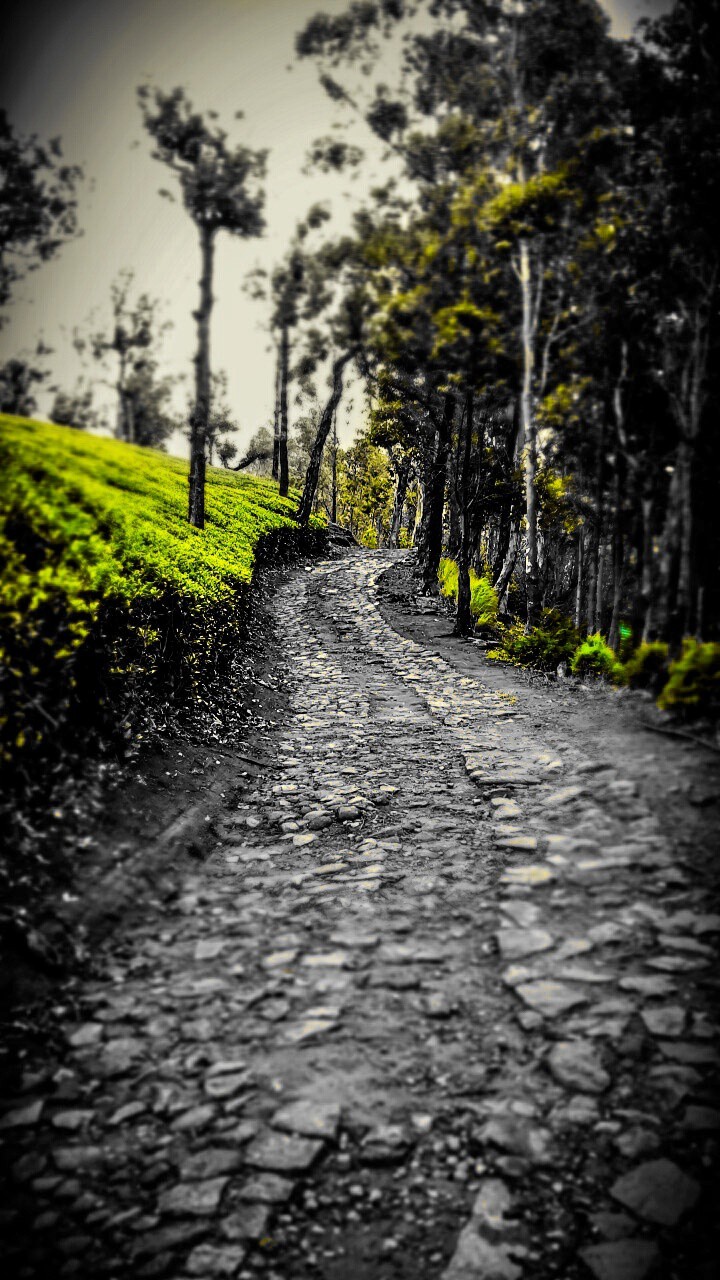 The beaten path