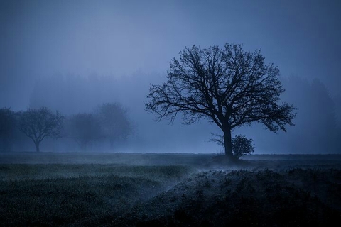 forest, morning壁纸