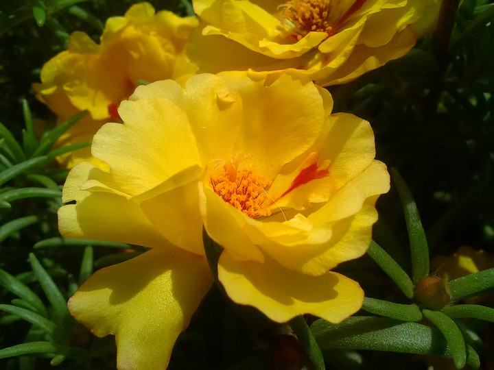 Portulakröschen
