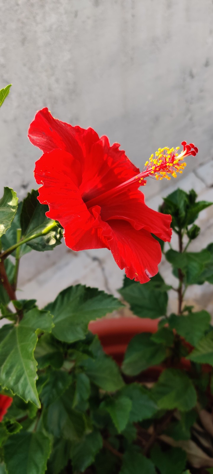 Red hibiscus