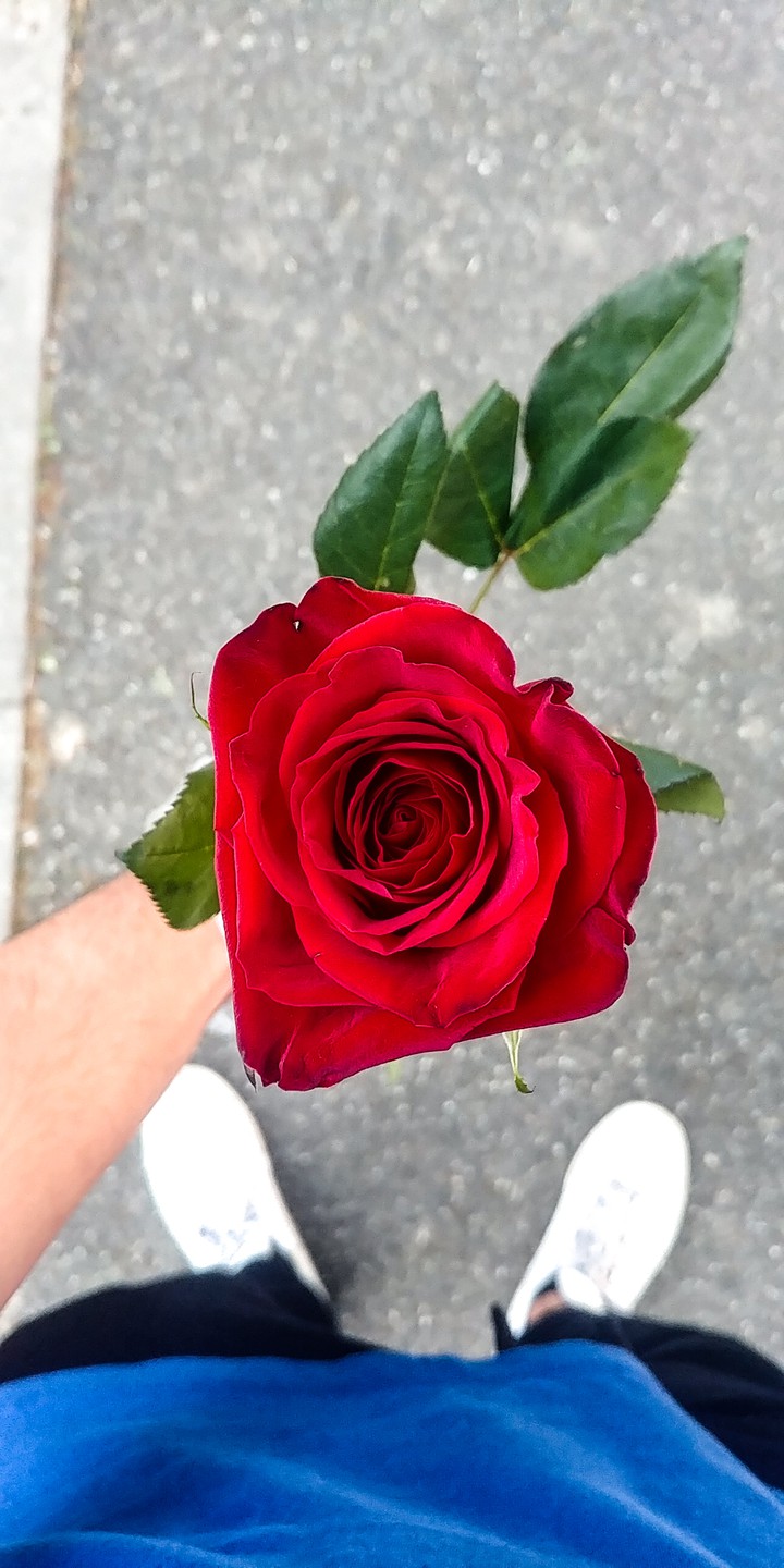 rose