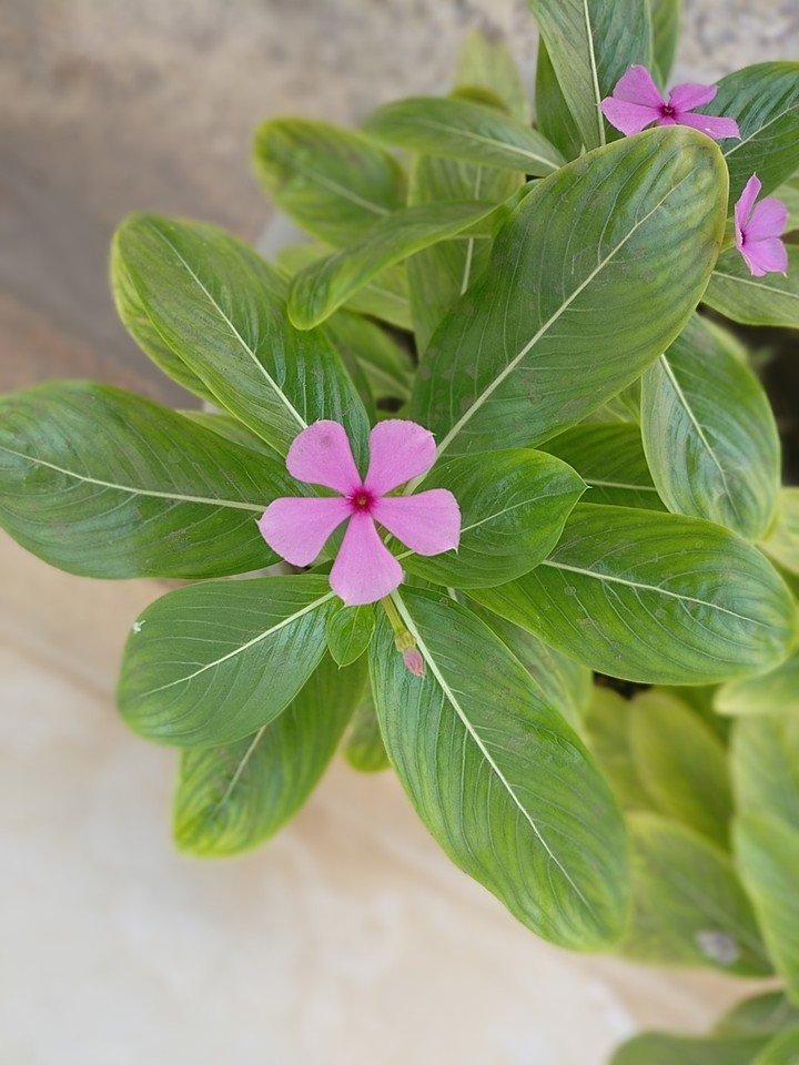 Pink Petel.....