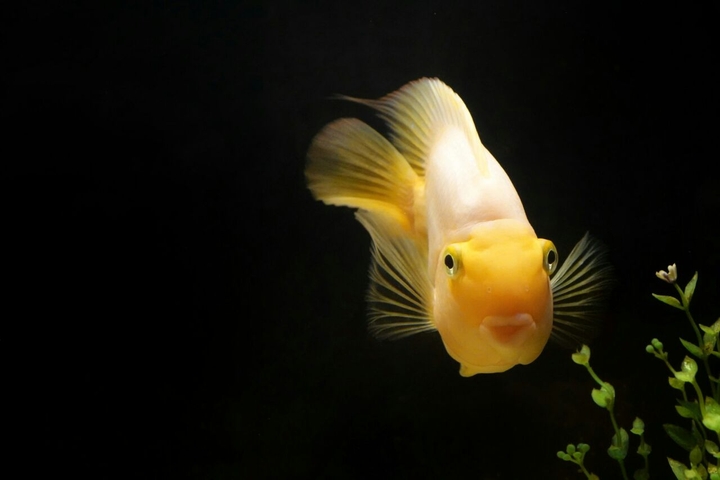 Aquarium fish