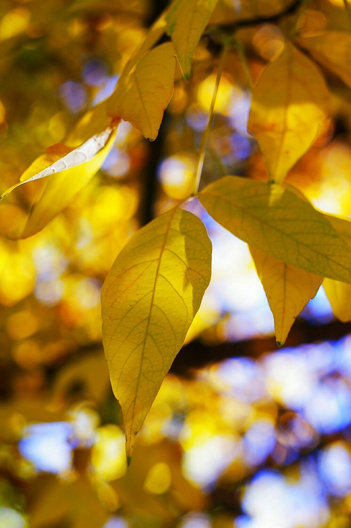 memory of autumn