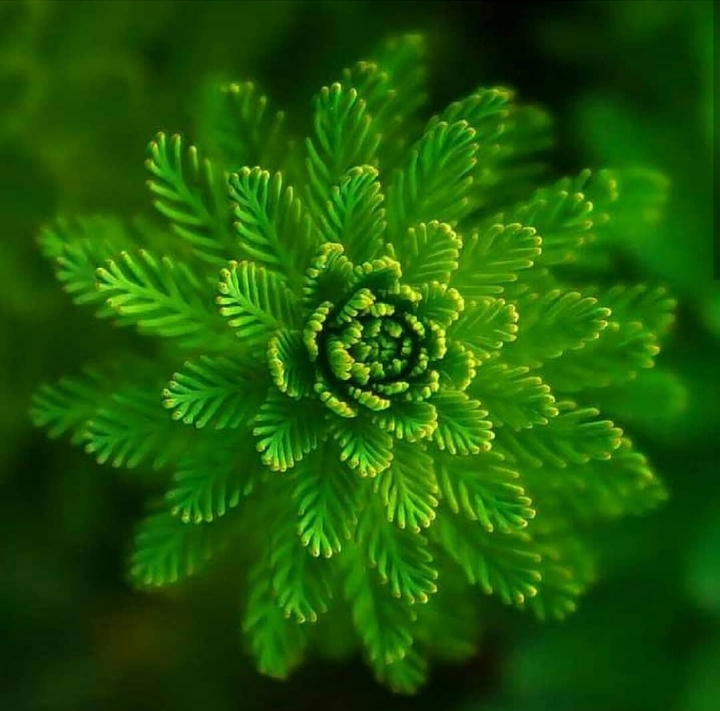 Green horsetail