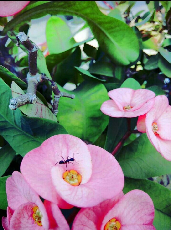 beautiful aunt suck flower