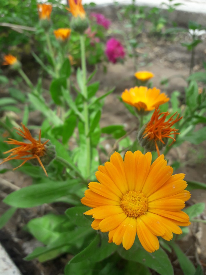 my lovely garden