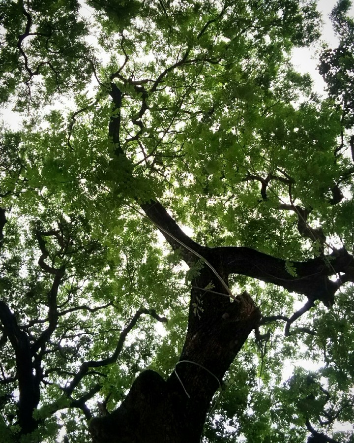 Life of Tree