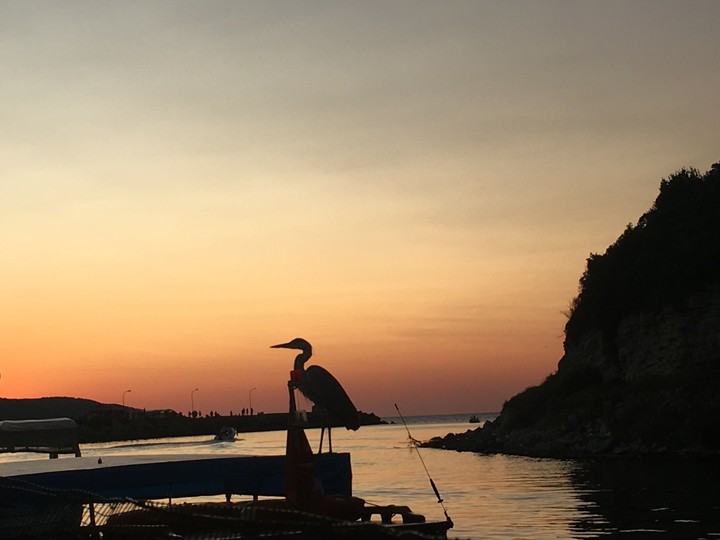 balıkçıl