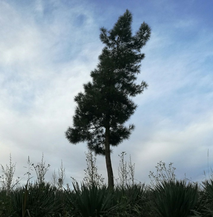 tree sky