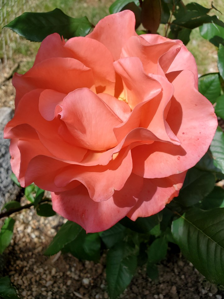 pretty in pink