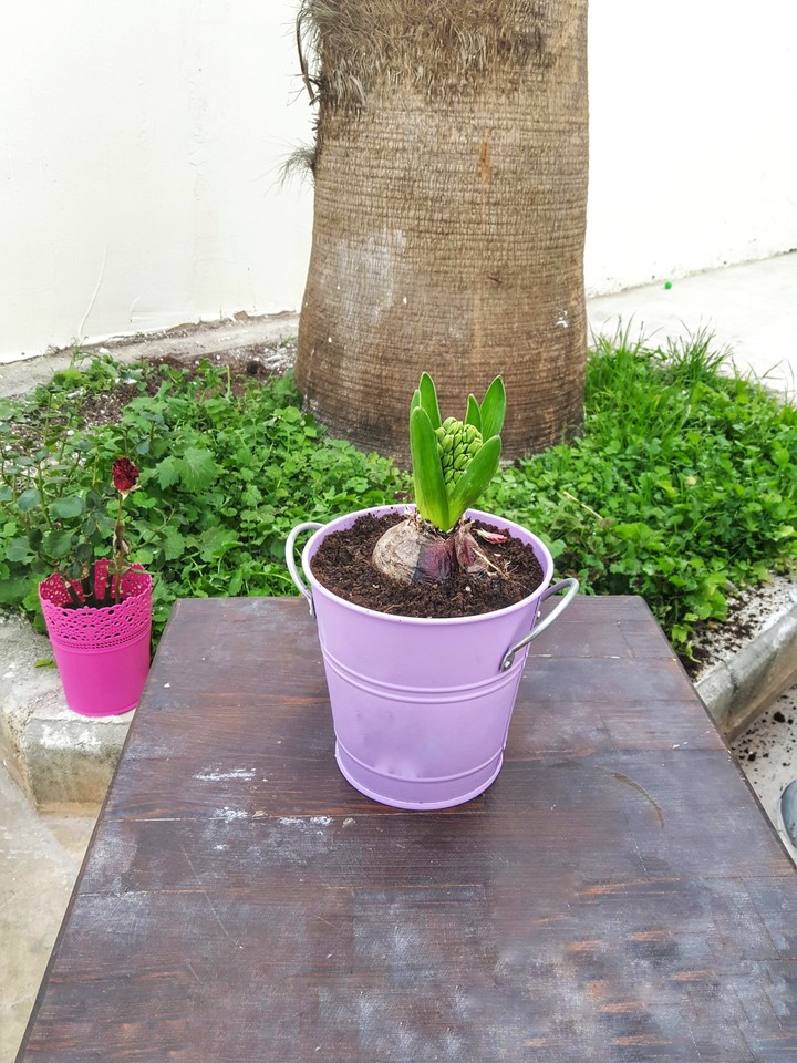 my garden