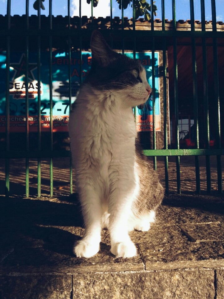 cat