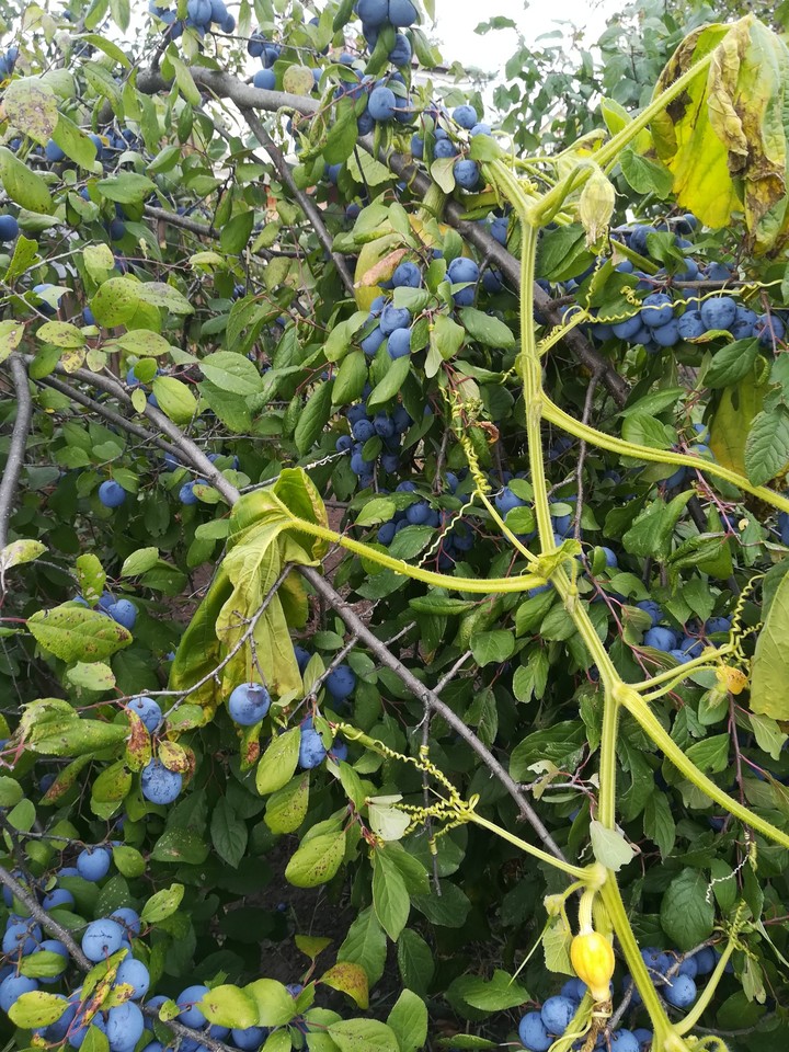berry