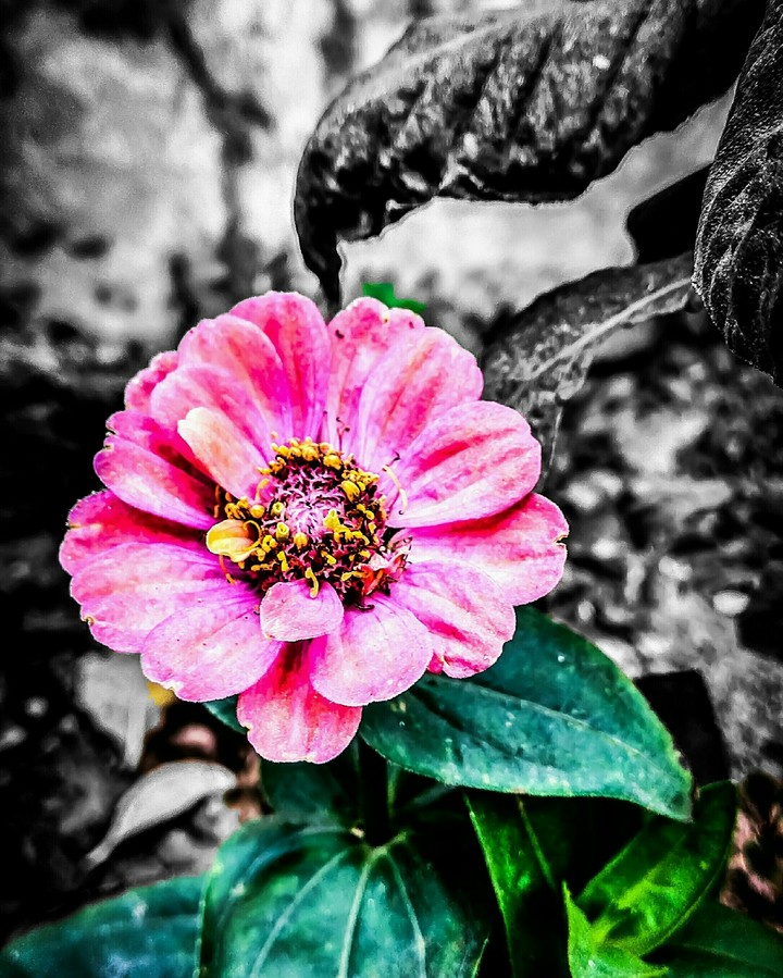 pink sunflower