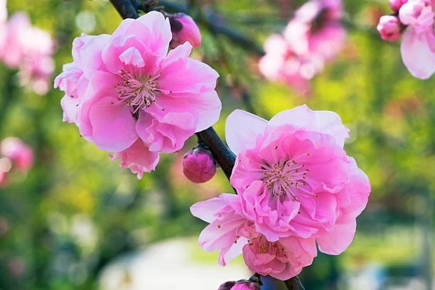 lively pink peach blossoms