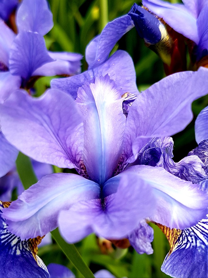 Iris