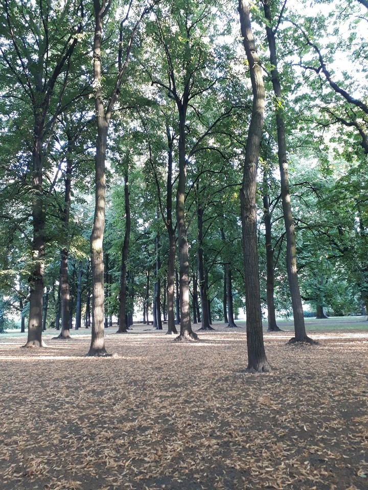 Forest in Poland
