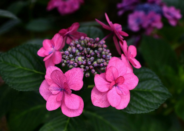 紫陽花