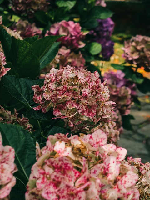 обои shrub, plant