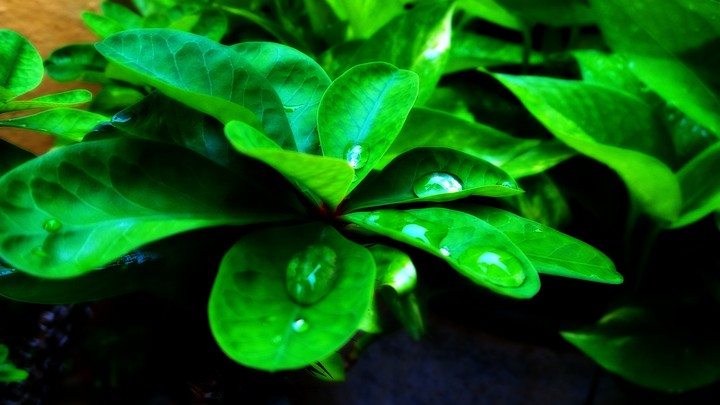 Green Plant