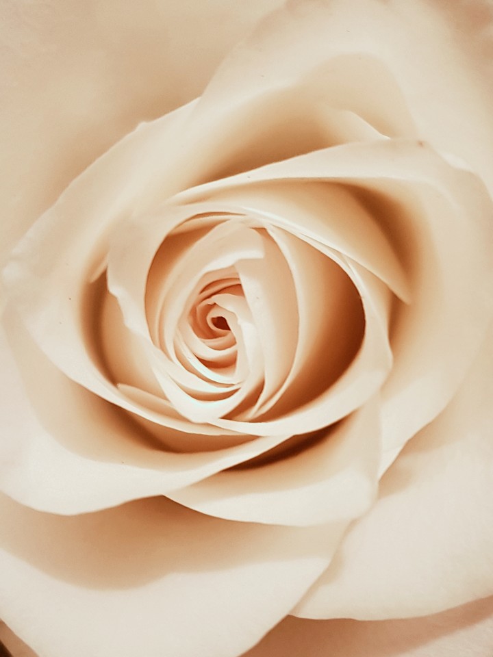 White Rose