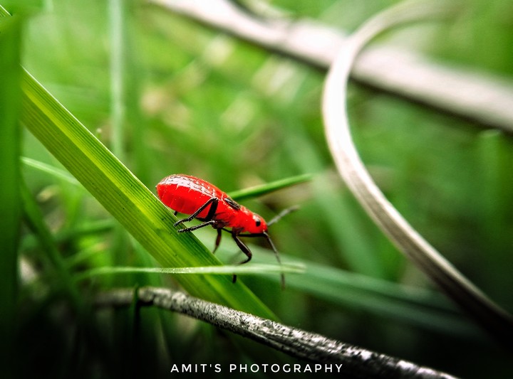 insect