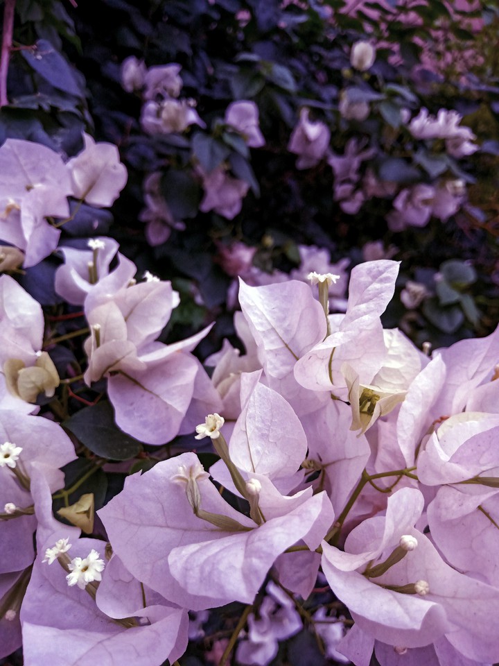 Purple love