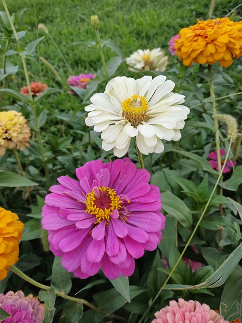 petal, botany duvar kağıtları