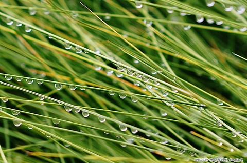 Close-up, gnetophytes duvar kağıtları