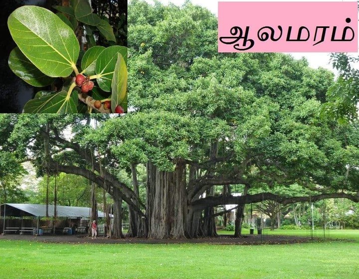 ஆல மரம்