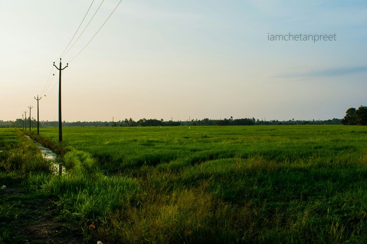 Rice in Kerala!