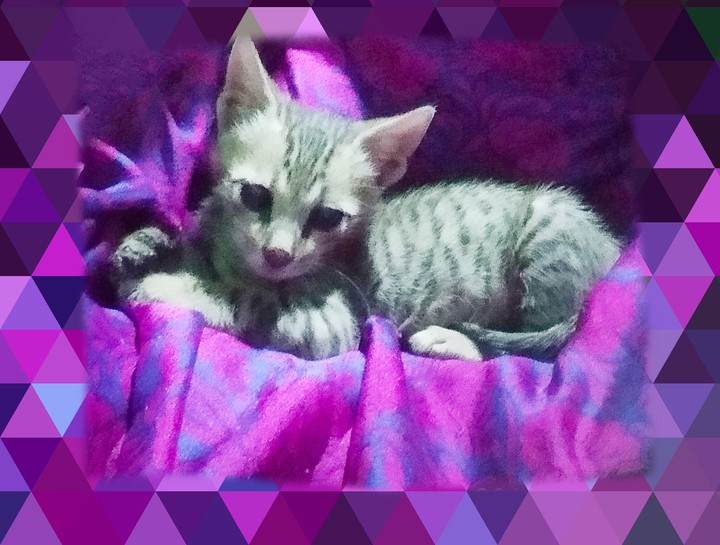 Cat lover's