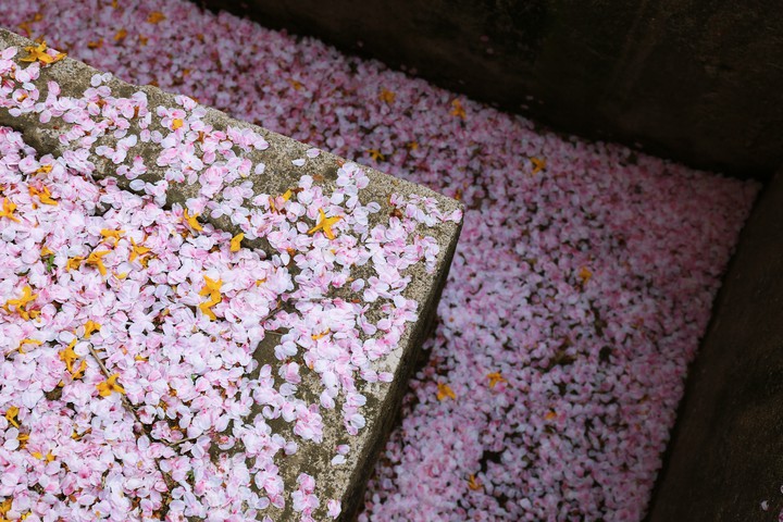 Spring days go by