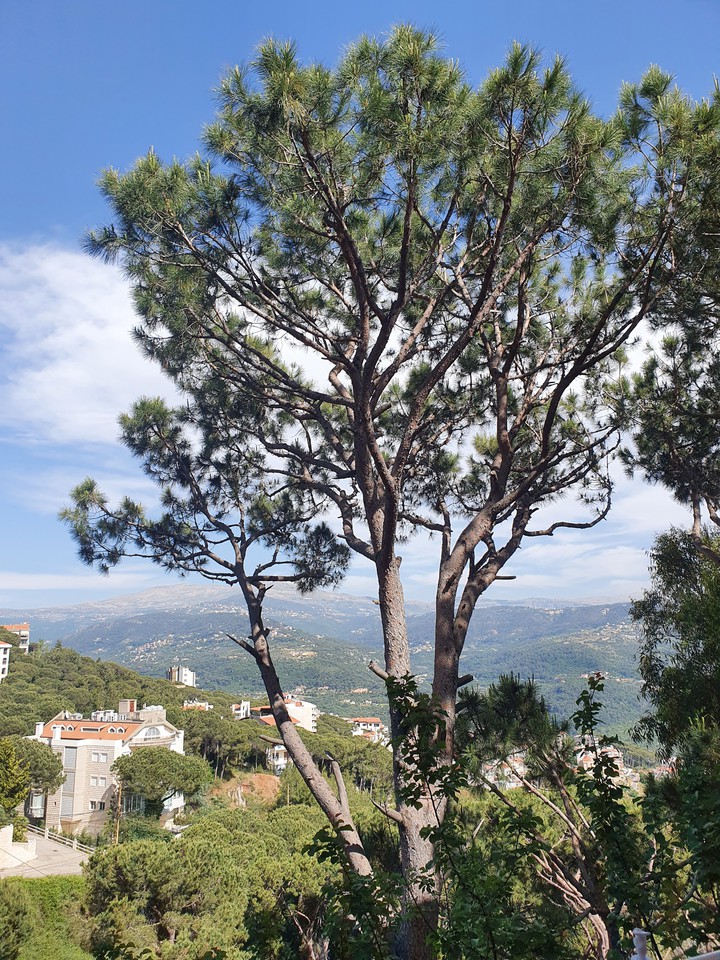 tree