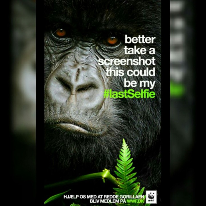 Save Animals!