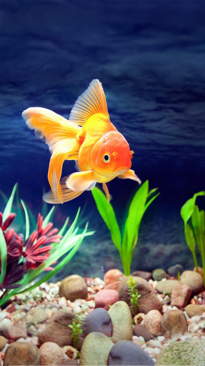 cute little fish
