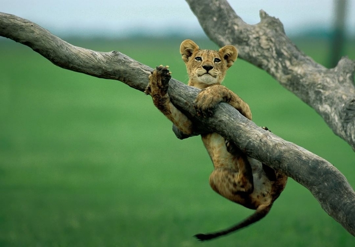 the child lion