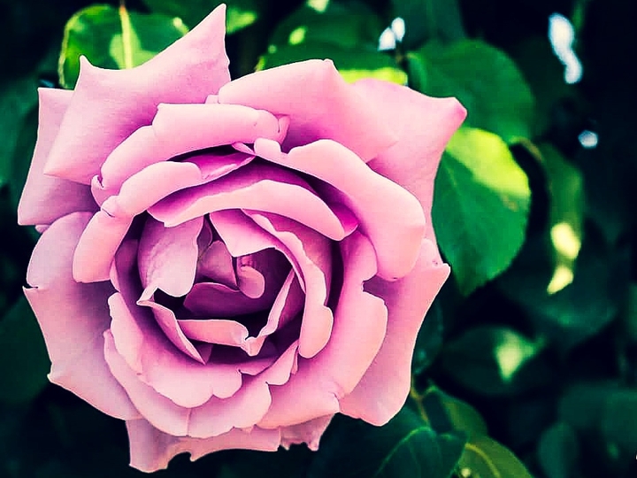 Rosa rosa