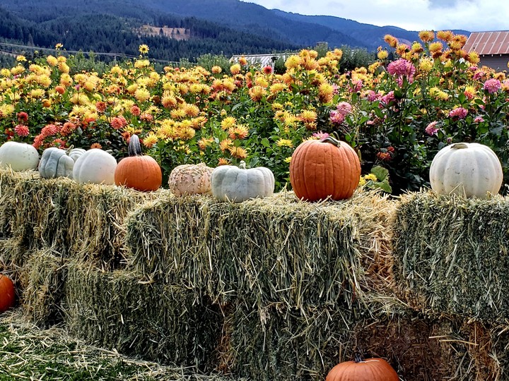 pumpkin marching