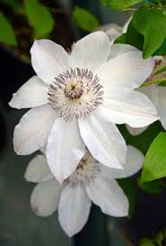 white flowers.