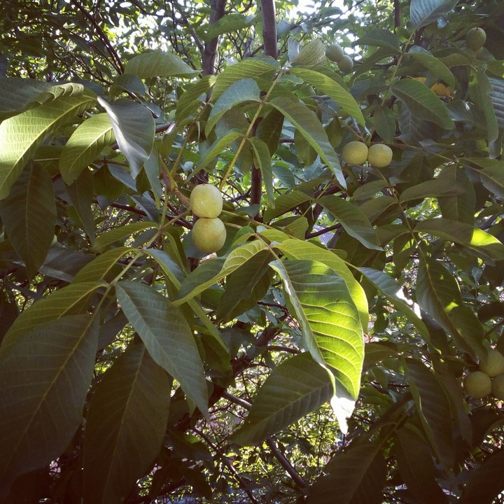 green nuts